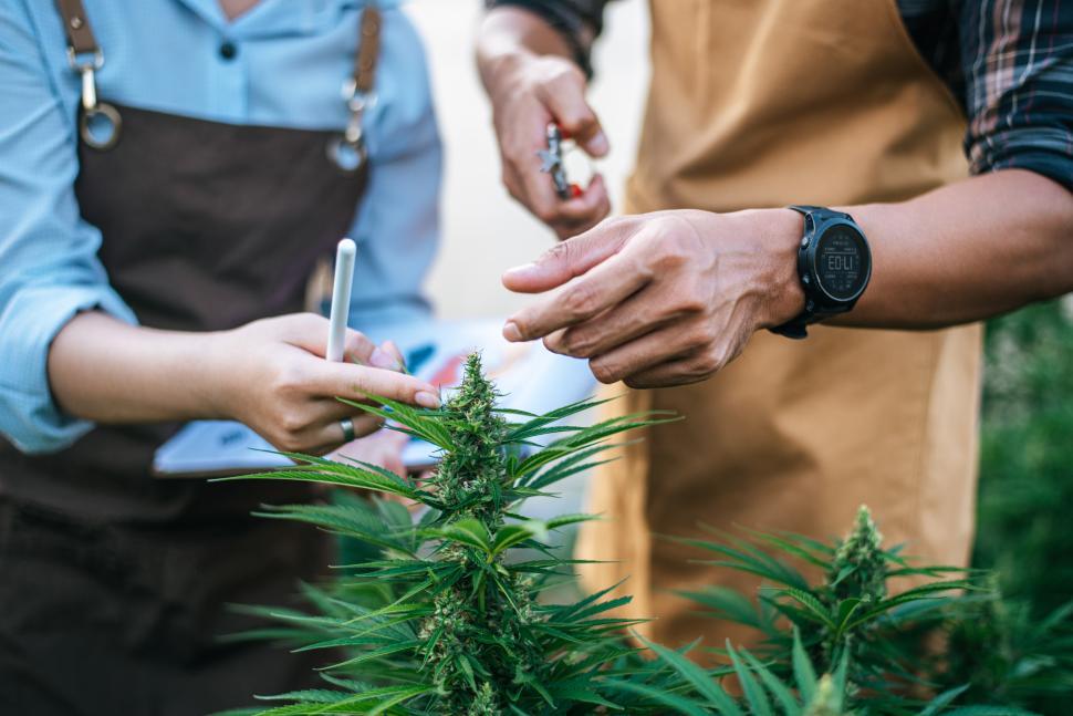 Free Image of Close up hand of Asian woman and man marijuana researcher checking marijuana cannabis plantation in cannabis farm, Business agricultural cannabis. Cannabis business and alternative medicine concept. 