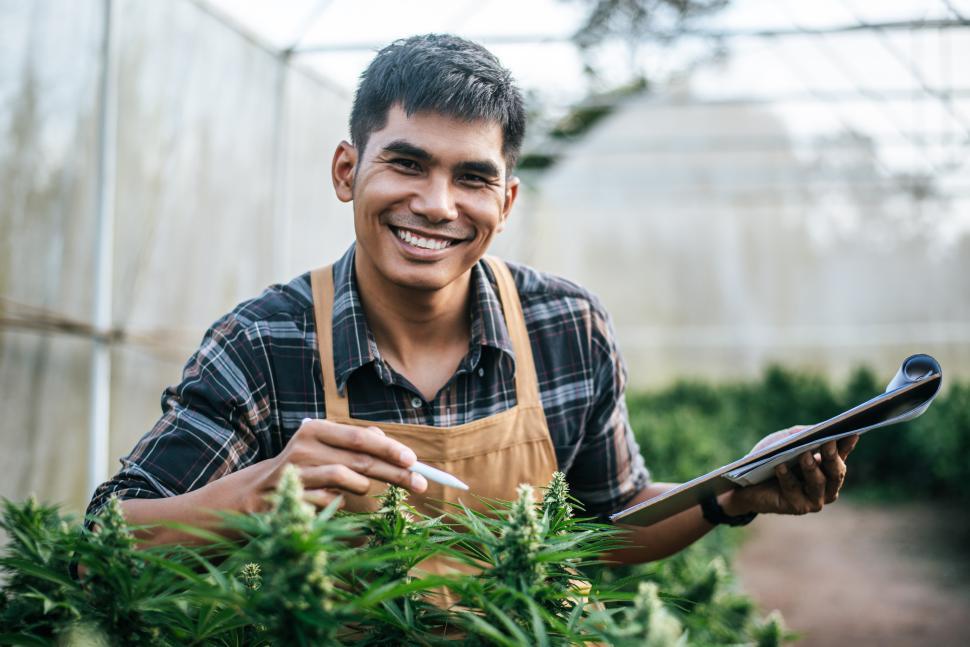 Free Image of Portrait of Asian man marijuana researcher checking marijuana cannabis plantation in cannabis farm, Business agricultural cannabis. Cannabis business and alternative medicine concept. 