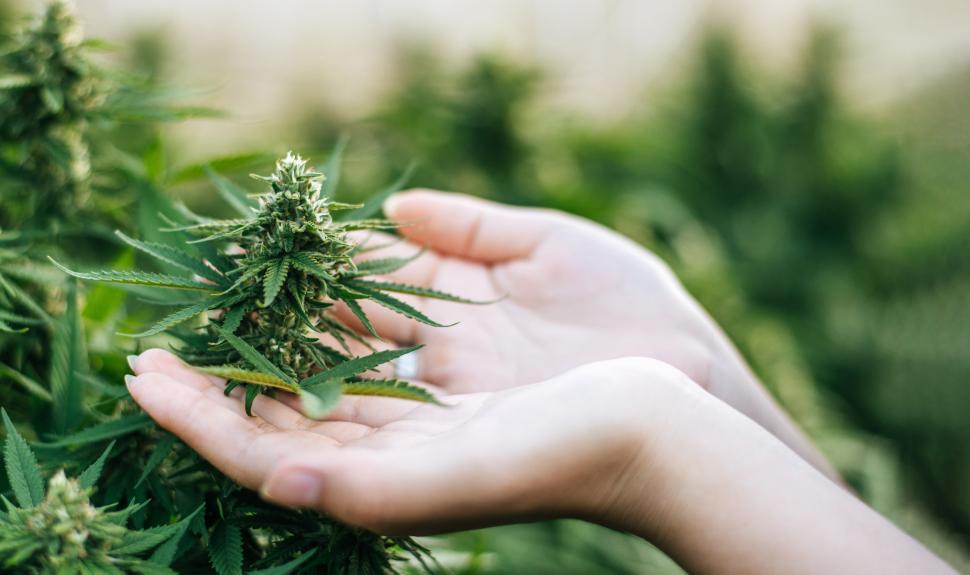 Free Image of Close up hand of  Young woman in a hemp field checking plants and flowers, agriculture. Cannabis business and alternative medicine concept. 