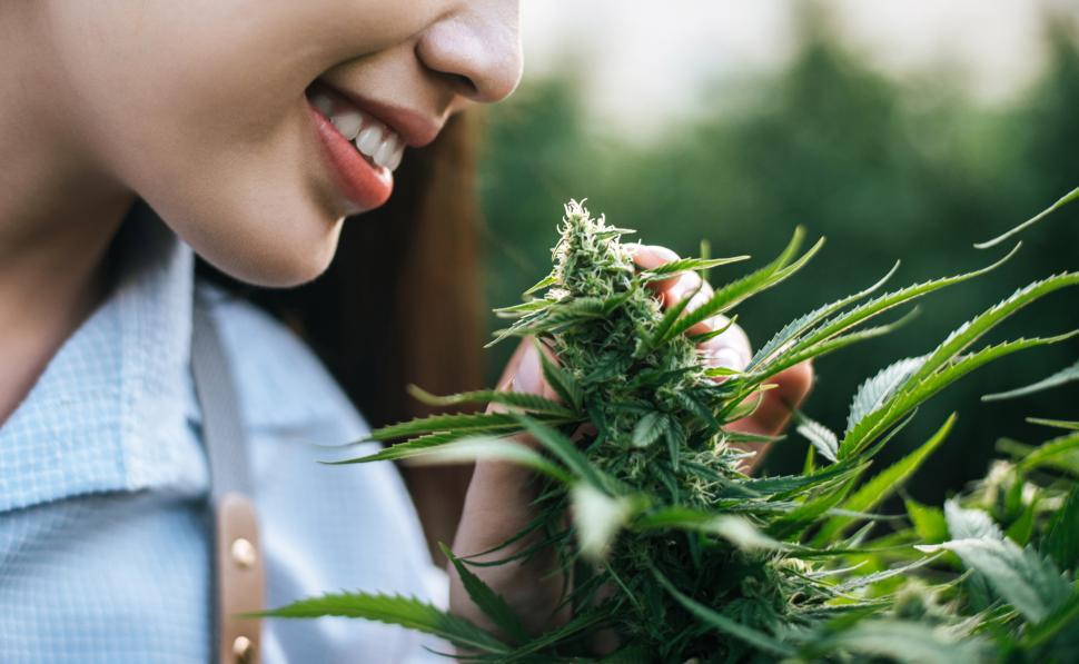 Free Image of Portrait of Asian woman marijuana researcher checking marijuana cannabis plantation in cannabis farm, Business agricultural cannabis. Cannabis business and alternative medicine concept. 