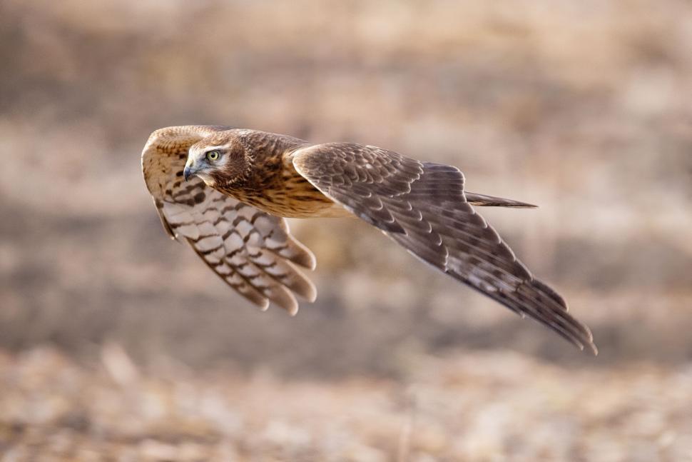 Free Image of Hawk in flight displaying detailed wing patterns. 