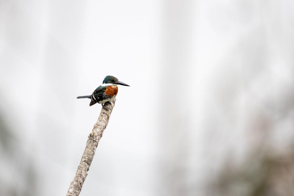 Free Image of Tiny bird with bright colors on a lone branch. 