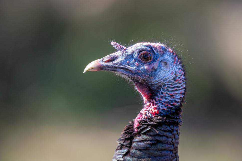 Free Image of Turkey with detailed features in close-up view. 