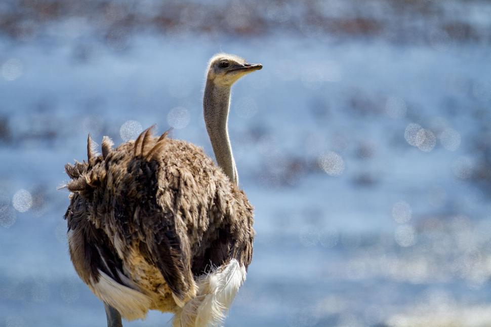 Free Image of Ostrich facing side near a blurry blue water surface 