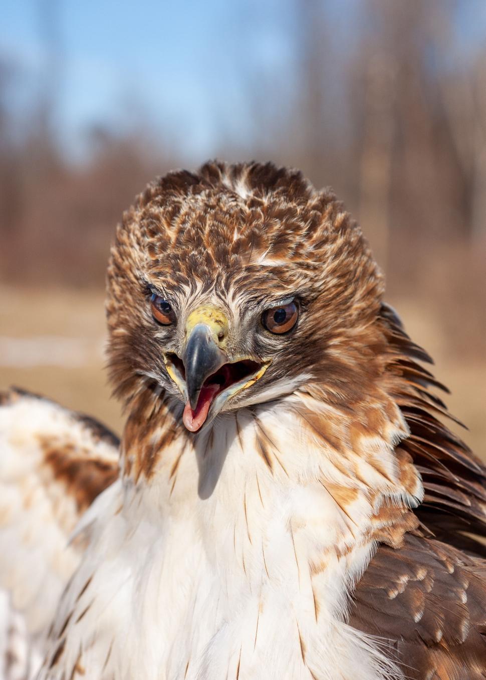 Free Image of Close-up of a hawk with an open beak in the wild 