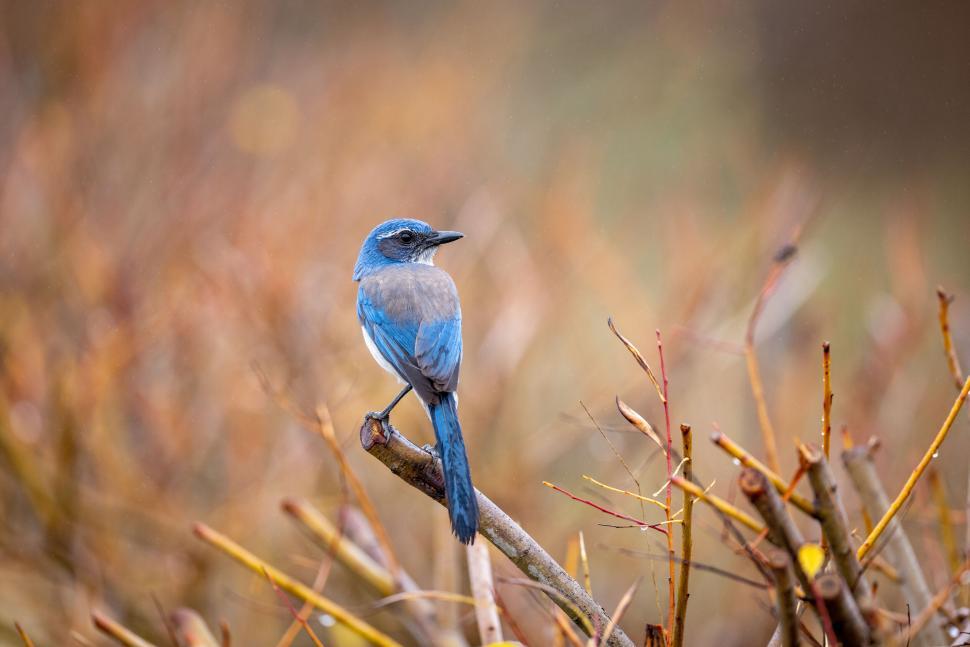 Free Image of Blue bird perched on a branch with colorful background 