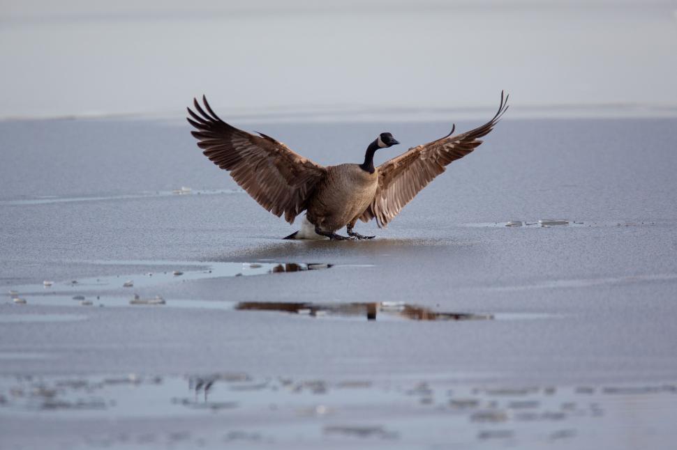 Free Image of Goose landing on icy water with wings spread wide open 