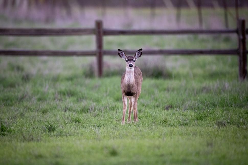 Free Image of Deer Standing In Green Field With Wooden Fence Behind 
