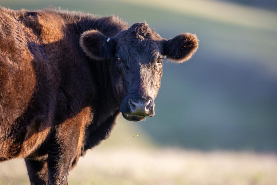 Free Image of Black Cow Standing In Sunlit Pasture Looking Forward 