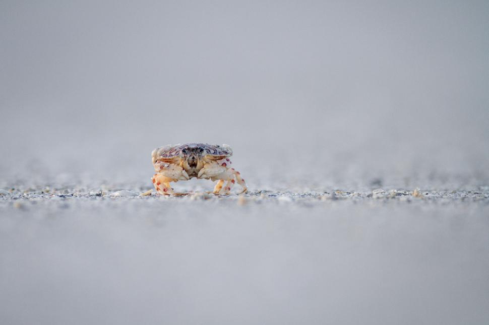 Free Image of Tiny crab walking alone on the sandy shoreline beach. 