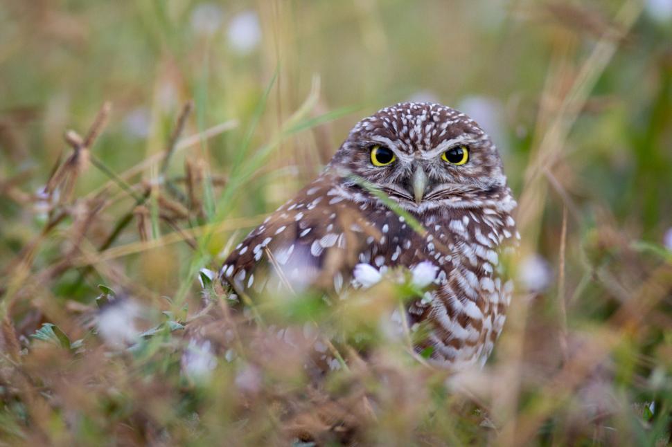 Free Image of Burrowing owl camouflaged in tall grass and wildflowers. 