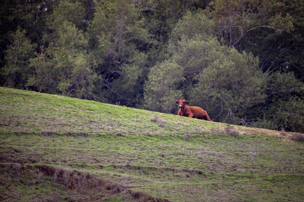 Free Image of Lone brown cow resting on grassy hill under clear sky. 