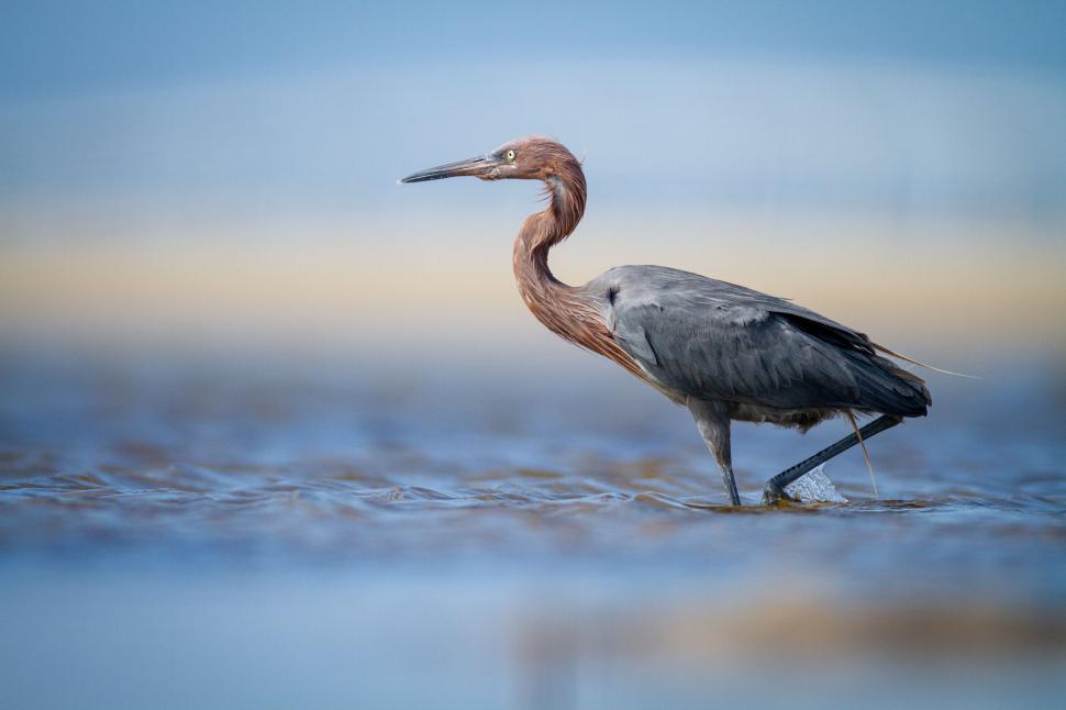 Free Image of Heron wading in shallow water at sunrise over wetland. 