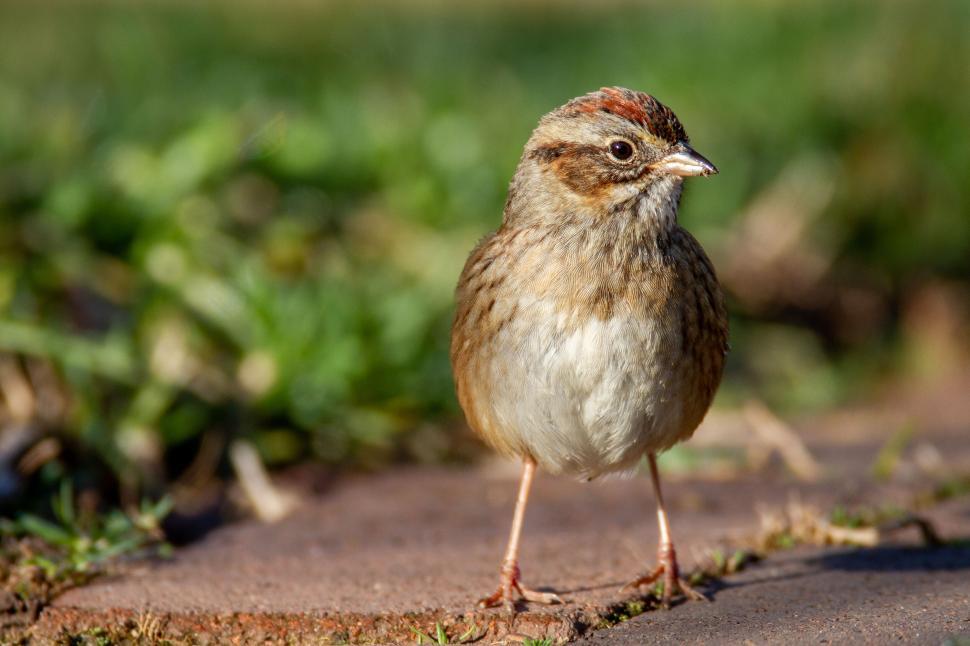 Free Image of Small brown bird standing on a brick pathway outdoors. 