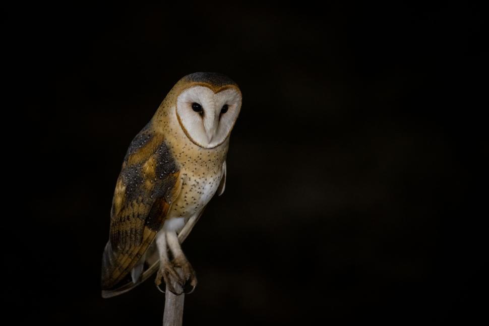 Free Image of Owl standing on a post in the dark night 