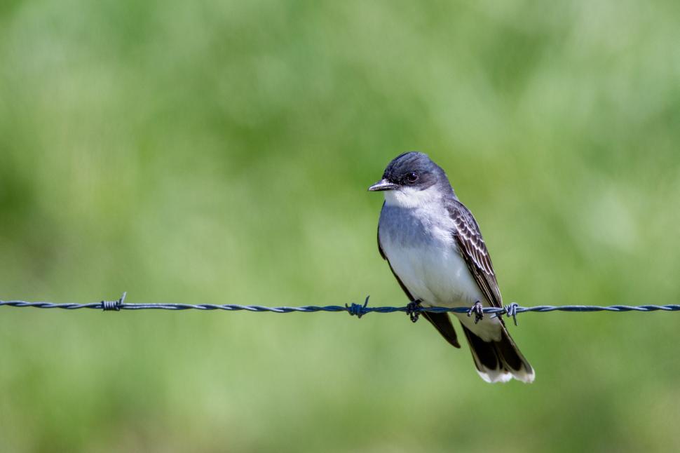 Free Image of Small bird resting on barbed wire 