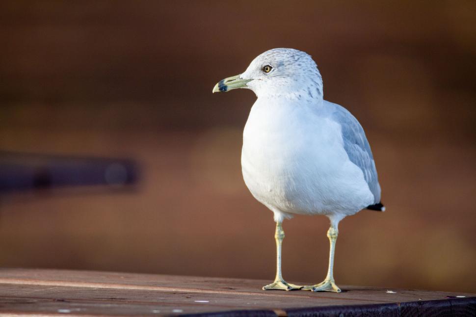 Free Image of Seagull standing on a wooden surface in the sun 