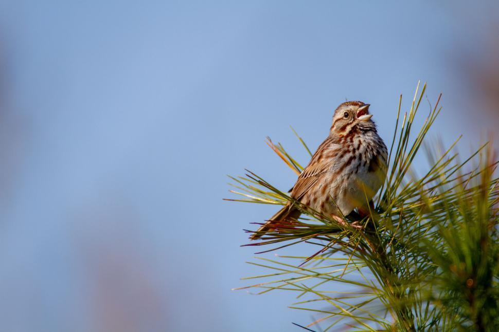 Free Image of Sparrow singing on a pine branch 
