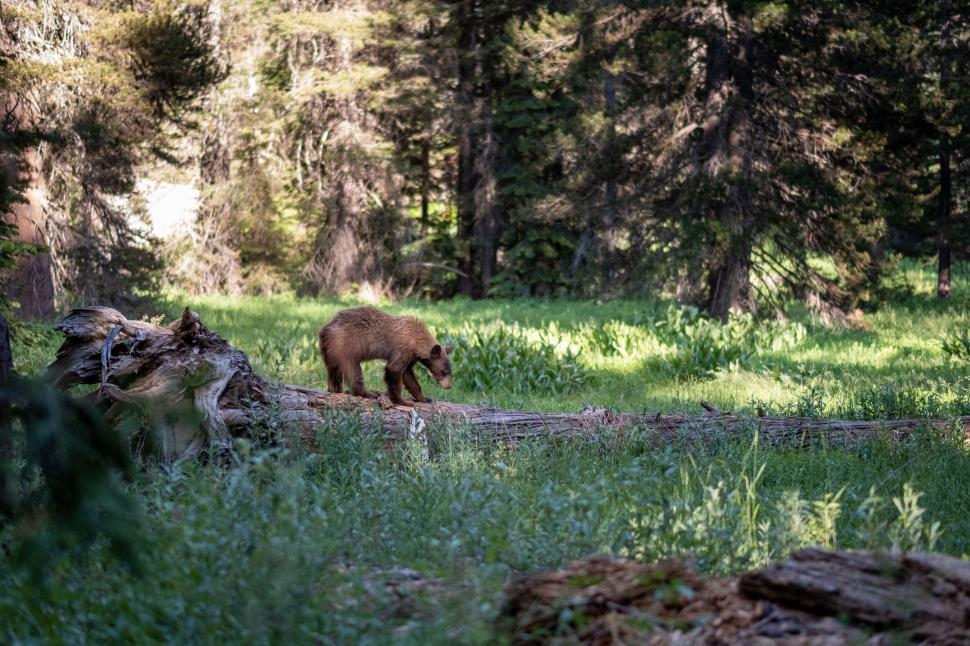 Free Image of Young bear cub on a fallen log in forest 