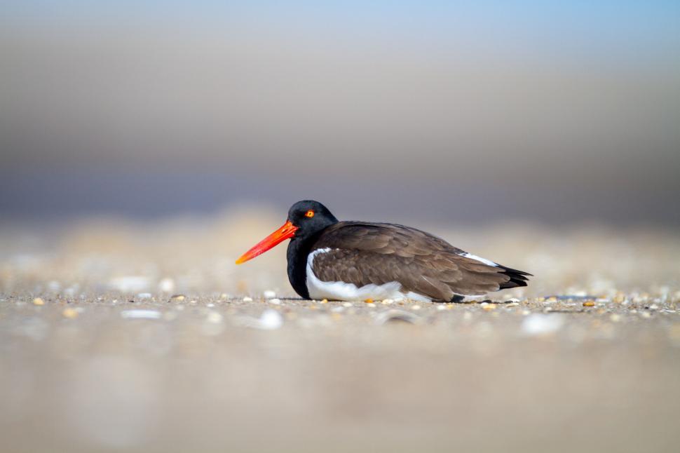 Free Image of Oystercatcher bird resting on sandy beach shore calmly. 