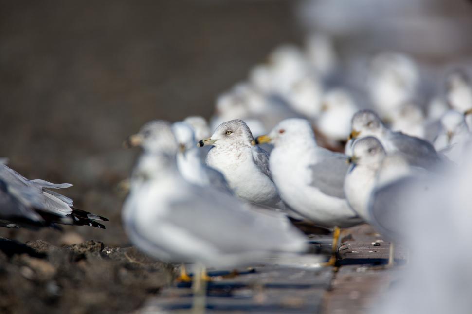 Free Image of Group of white seagulls standing closely on sandy surface. 