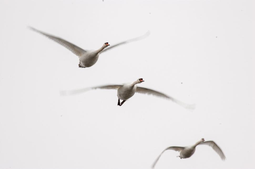 Free Image of Three majestic white swans flying gracefully in formation. 