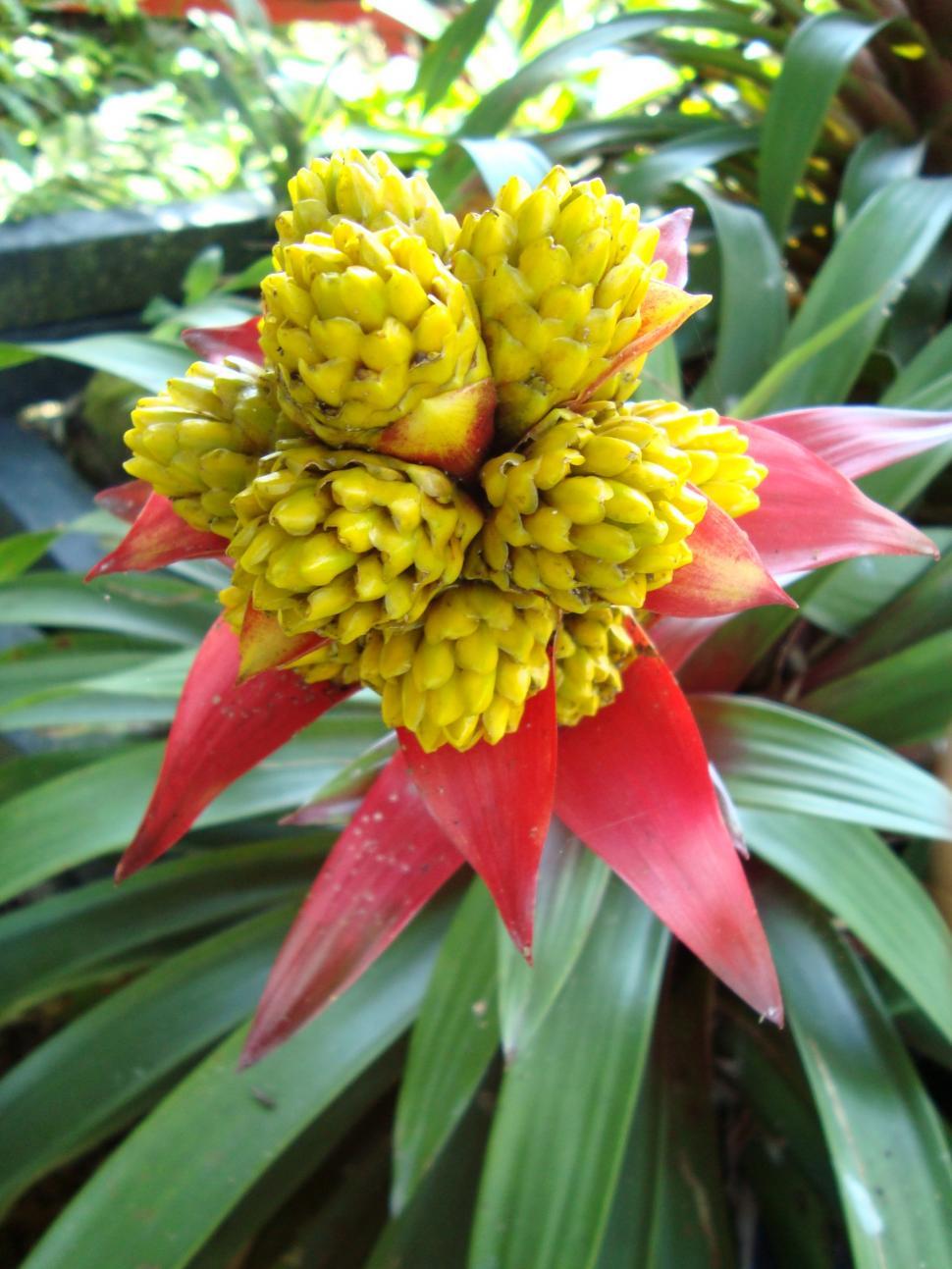 Free Image of Bromelia 