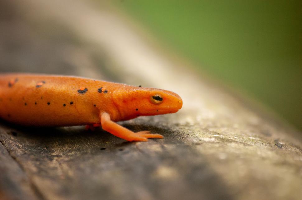 Free Image of Orange newt crawling quietly on a wooden surface outside. 