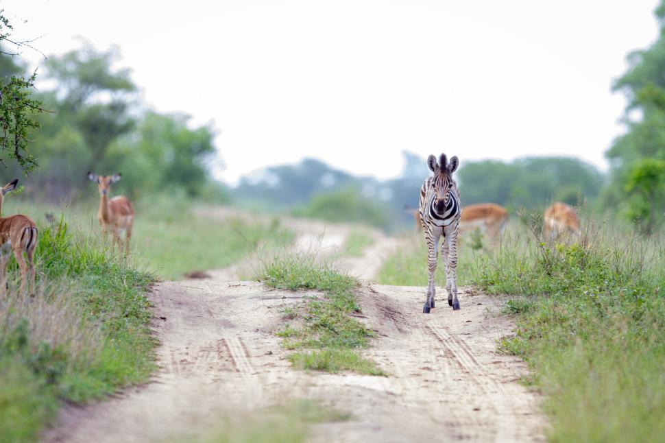 Free Image of Zebra on dirt road with antelopes in the background, daytime. 