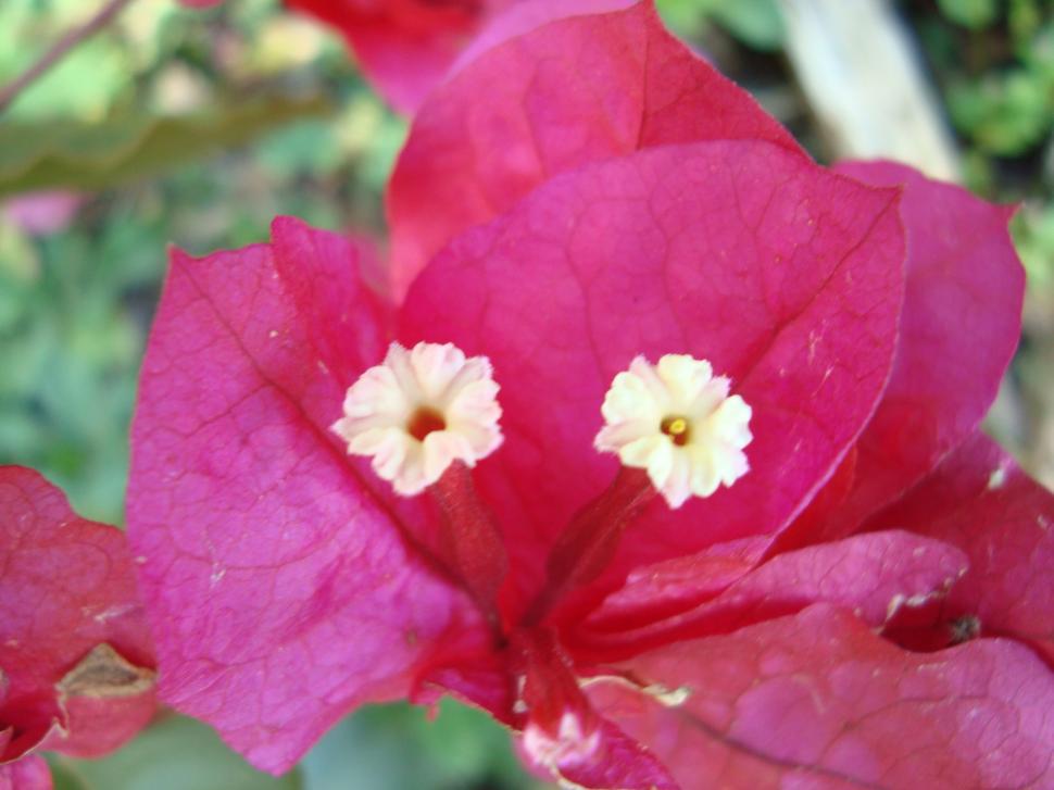 Free Image of Curazao 