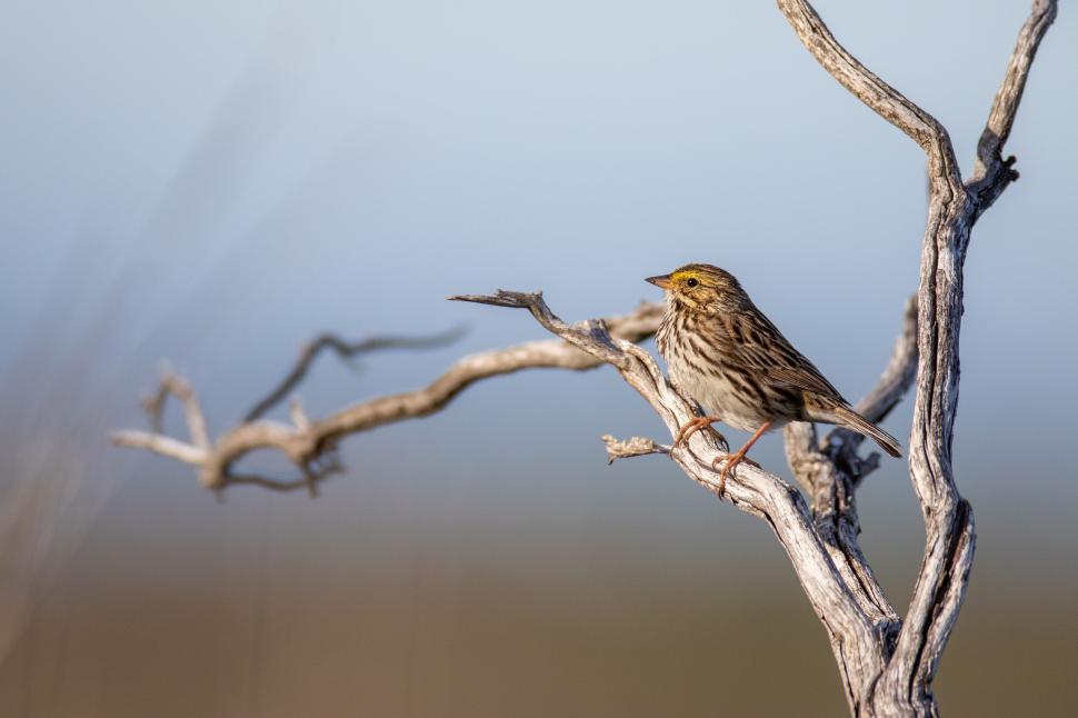 Free Image of Bird perched on bare branch, neutral background, daytime. 