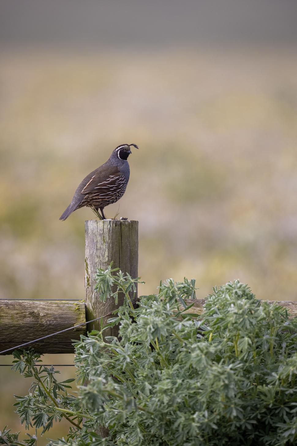 Free Image of Quail perched on fence post with greenery, blurred field. 