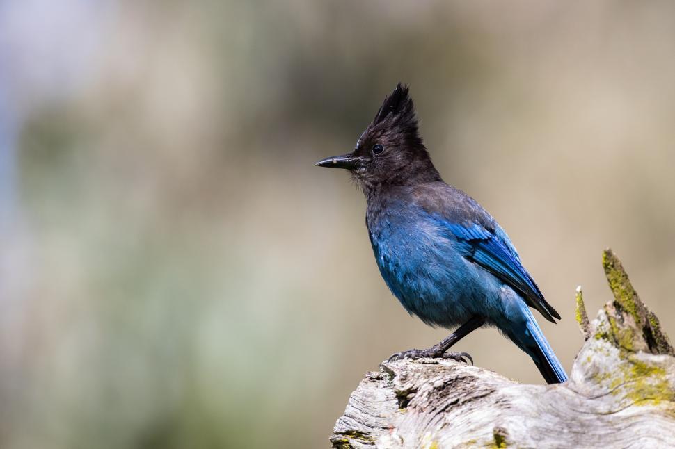 Free Image of Steller s jay on a branch, vibrant blue and black plumage. 