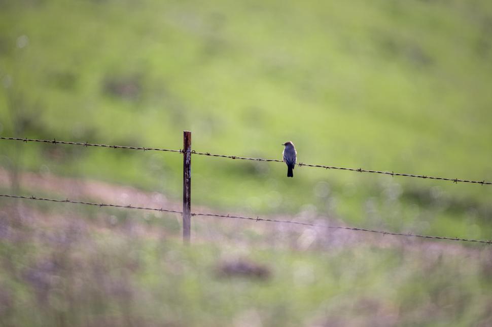 Free Image of Bird on barbed wire in open field, greenery background. 