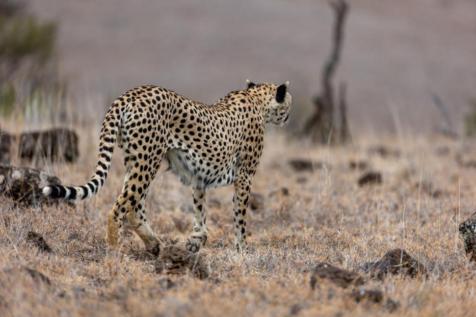 Free Image of Cheetah walking in dry grassland, wild and focused look. 