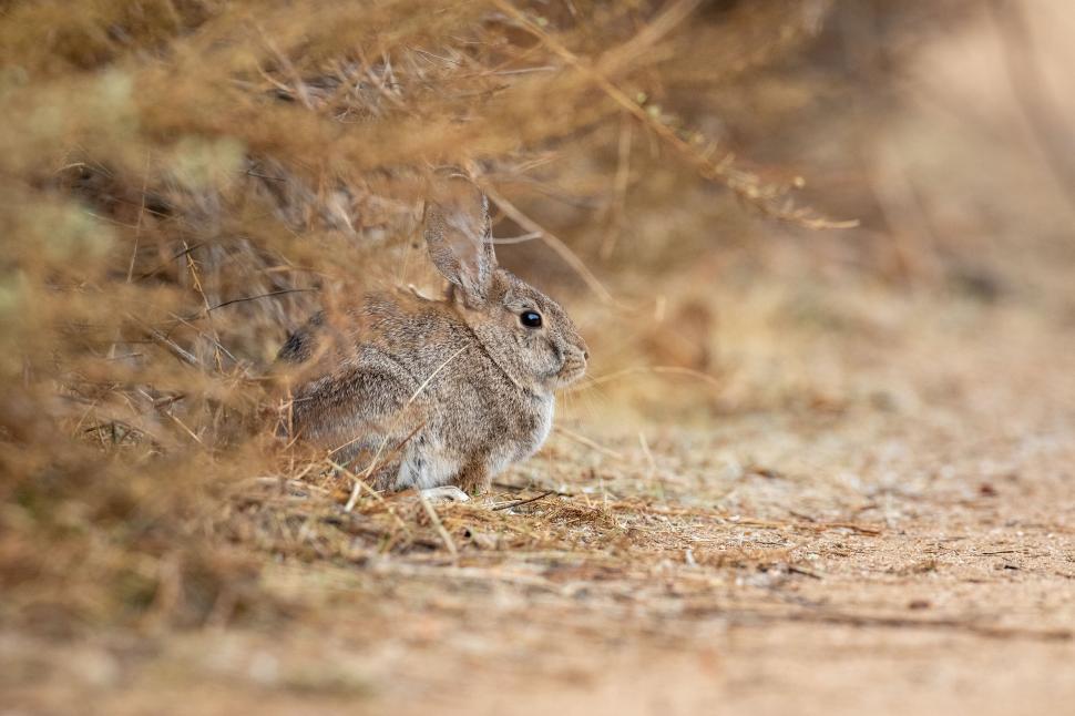 Free Image of Rabbit sitting under the bush in natural surroundings 
