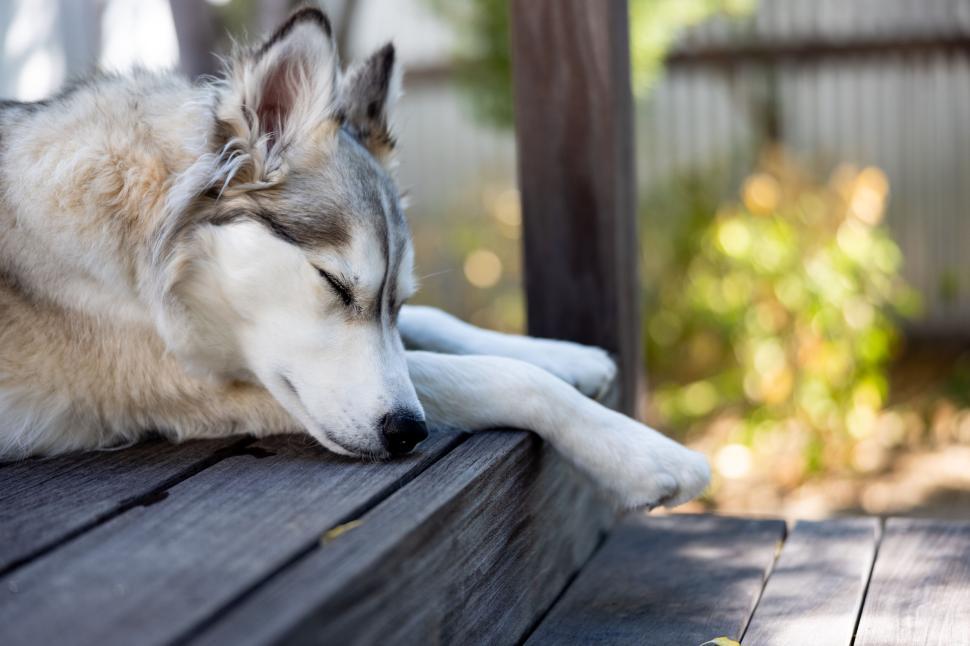 Free Image of Sleeping dog on wooden deck bathed in sunlight 