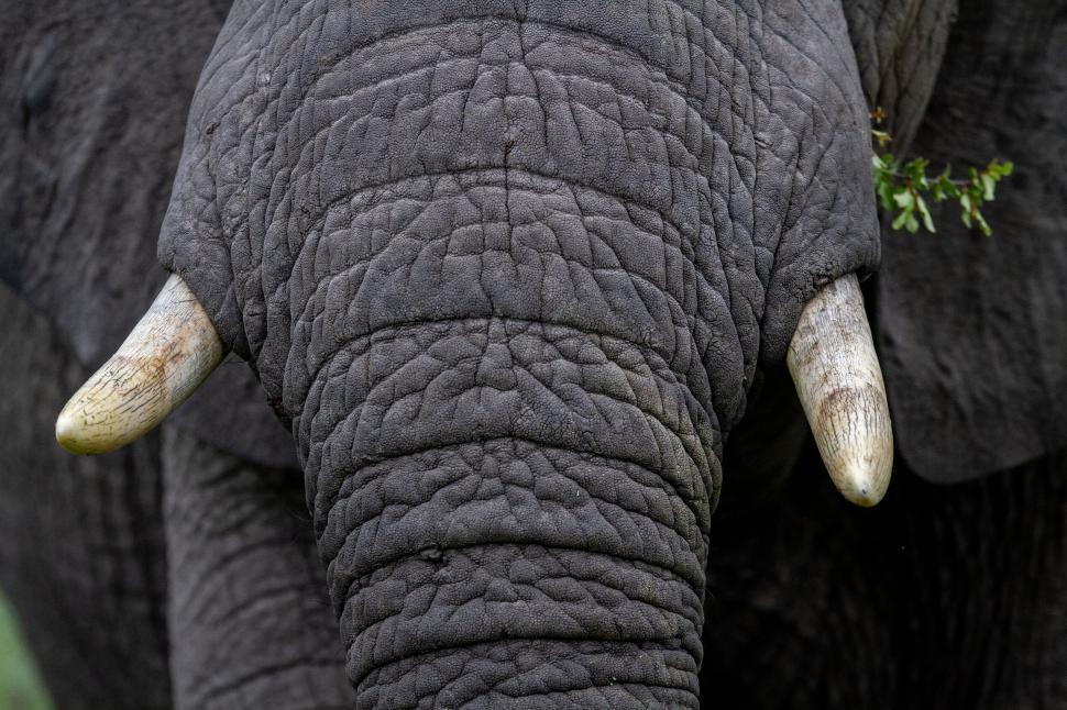 Free Image of Close-up of an elephant s trunk and tusks 