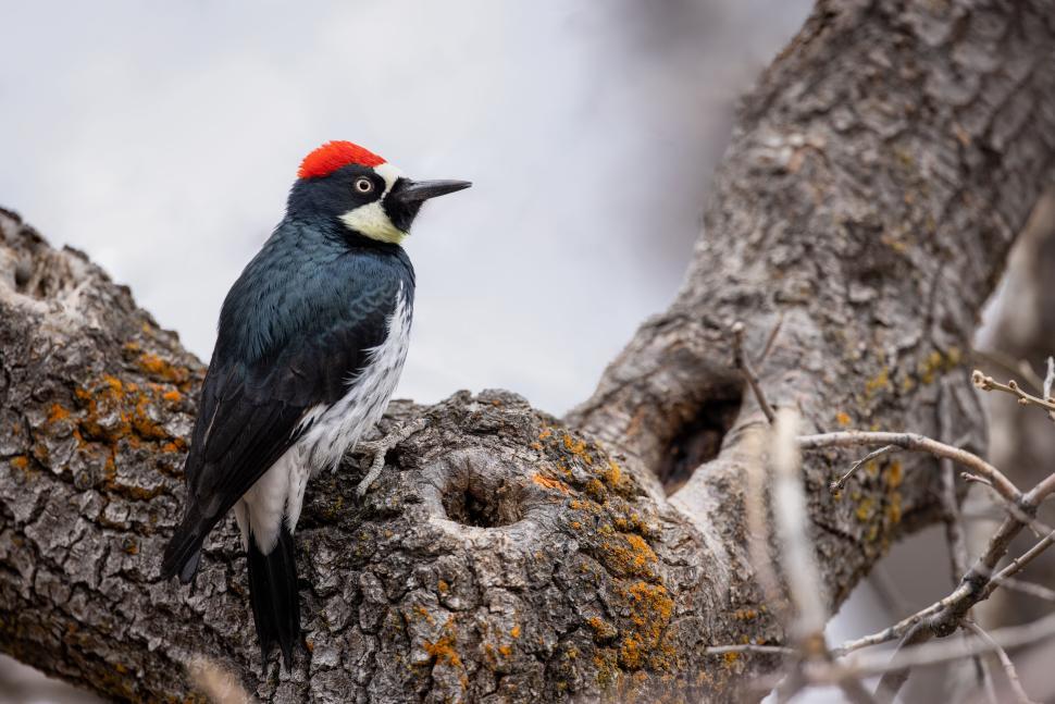 Free Image of Colorful woodpecker perched on a tree branch 
