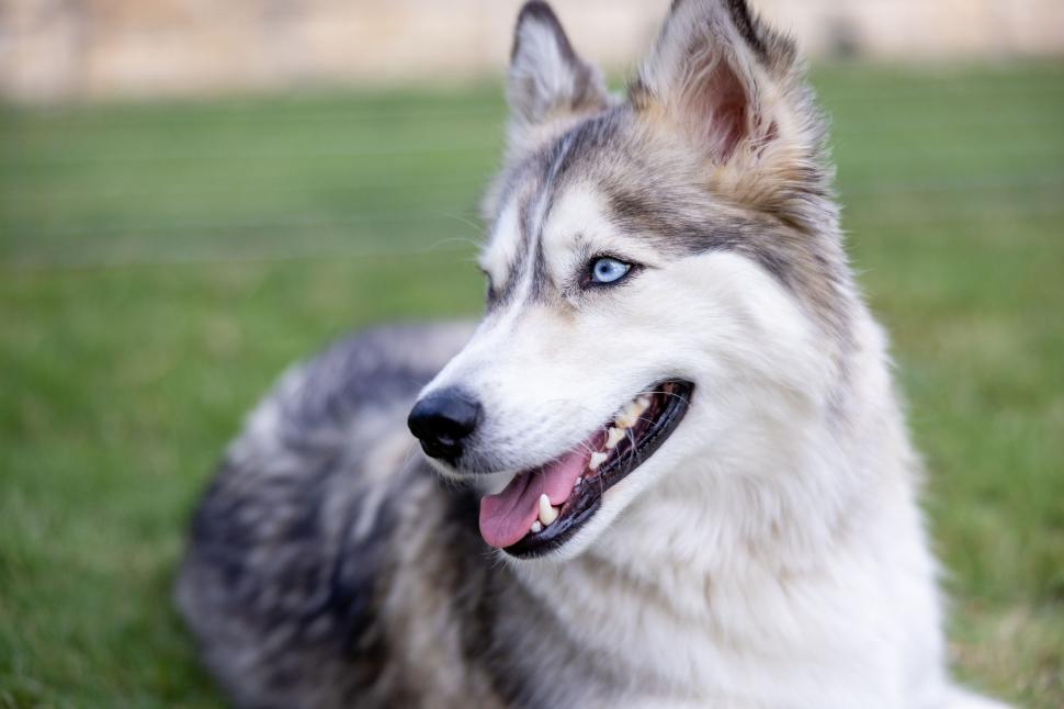 Free Image of Happy dog with blue eyes resting on the grass 