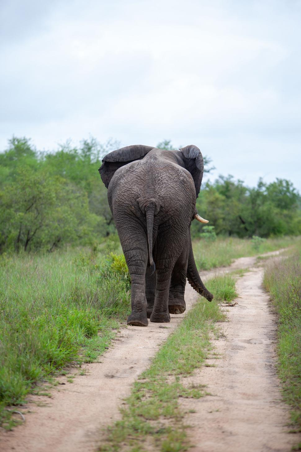 Free Image of Elephant walking on dirt road in lush green wilderness. 