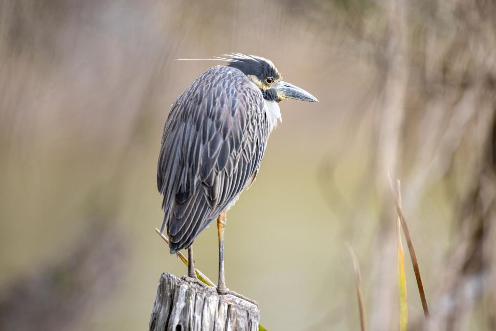 Free Image of Bird perched on stump with serene blurred background. 