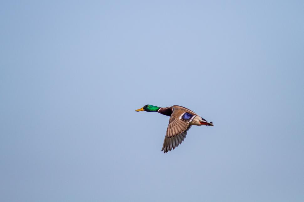 Free Image of Duck in mid-flight against a clear blue sky backdrop. 