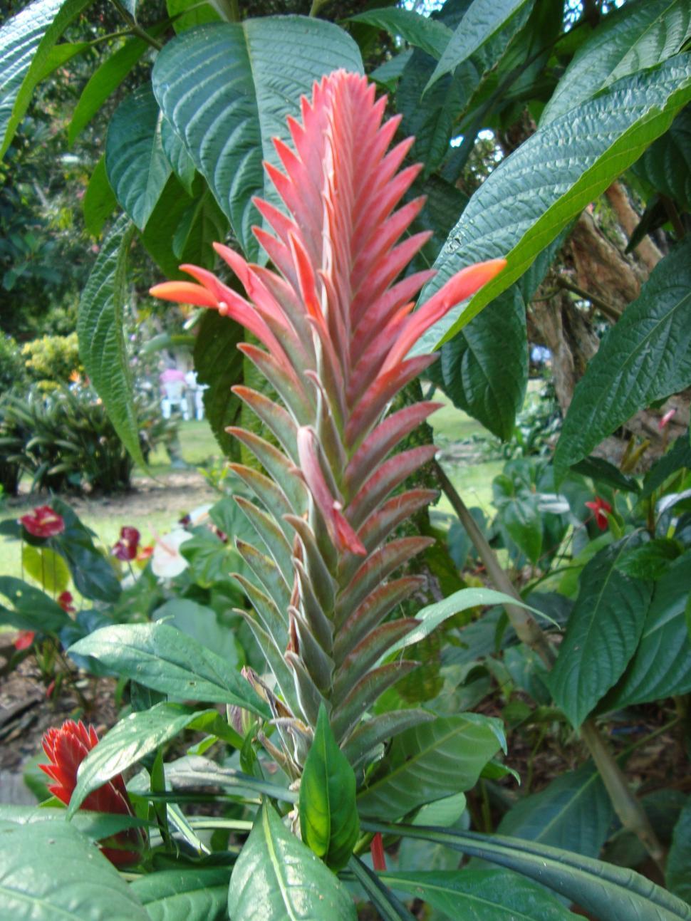 Free Image of camaron 