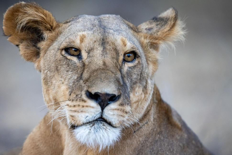 Free Image of Lioness up close with sharp focus on intense expression. 