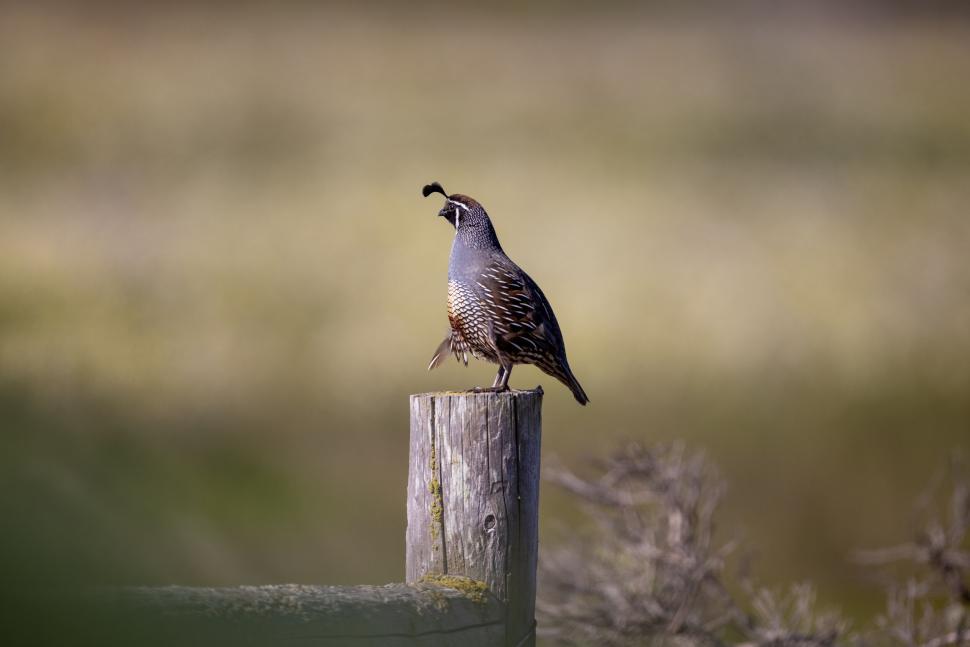 Free Image of Vibrant quail perched on a wooden post in open field 