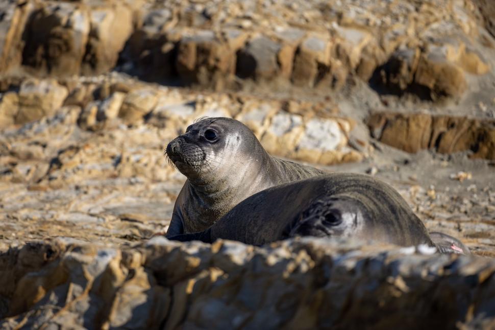 Free Image of Resting seals basking on rocky shore, sunlit scenery 