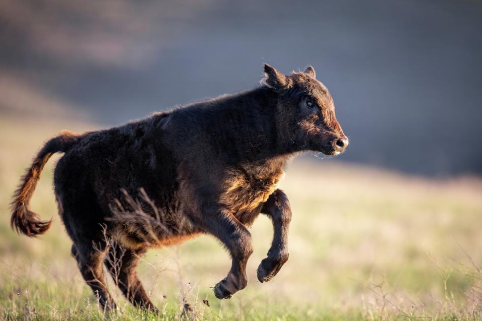 Free Image of Young bison running energetically across open grasslands 