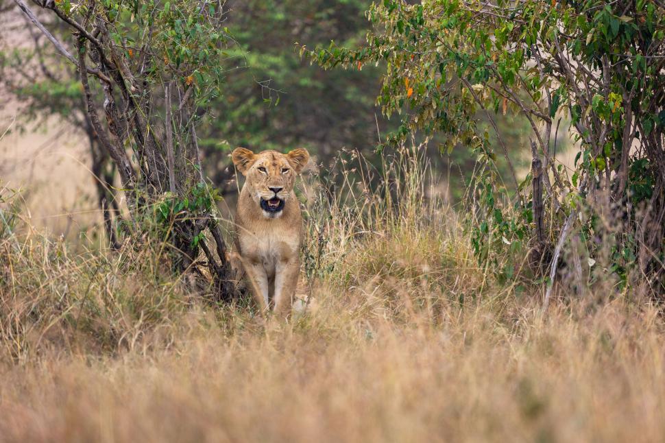Free Image of Majestic lioness standing alert amid grassy savanna 