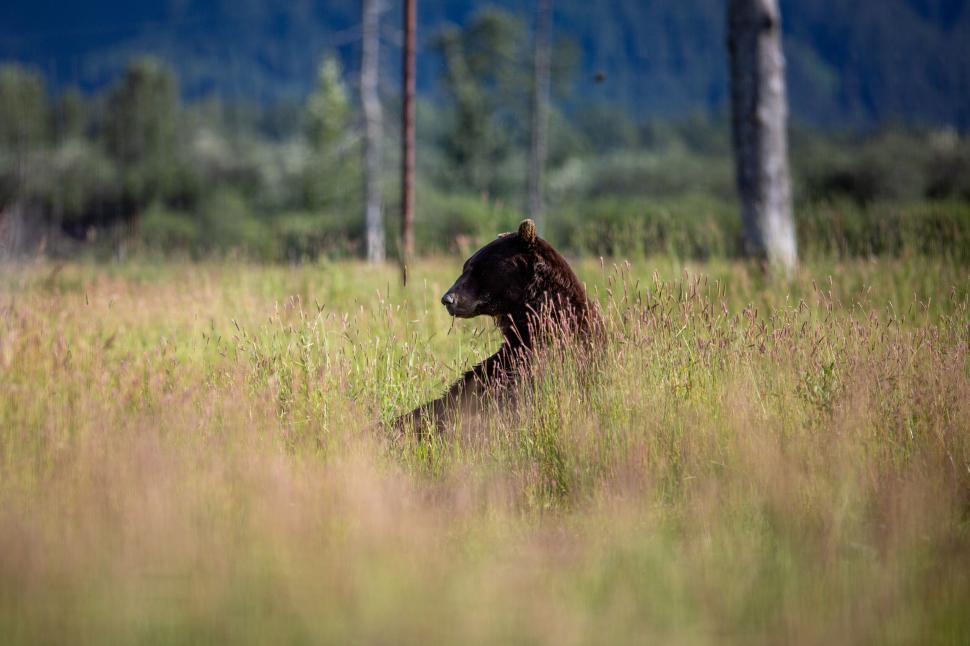 Free Image of Brown bear in a grassy field with distant mountains. 